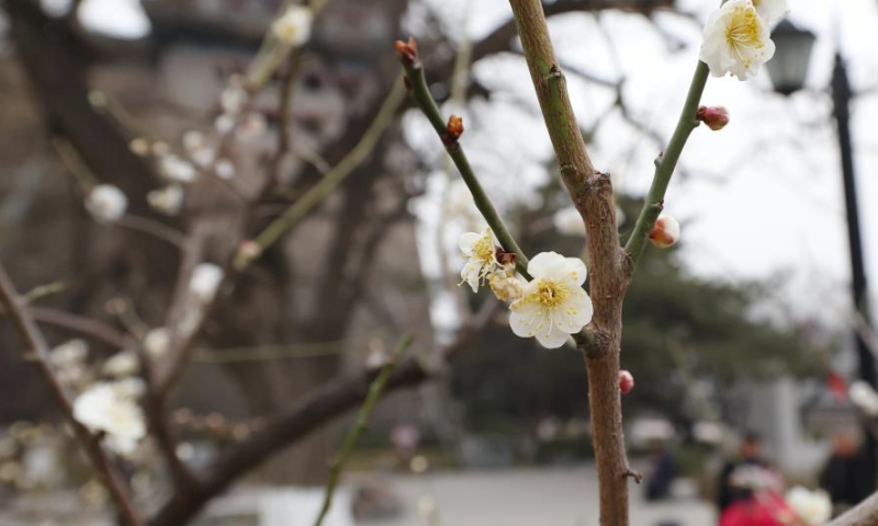 This photo taken on March 10, 2024 shows plum blossom at the Ming City Wall Site Park in Beijing, capital of China. (Xinhua/Zhang Chenlin)