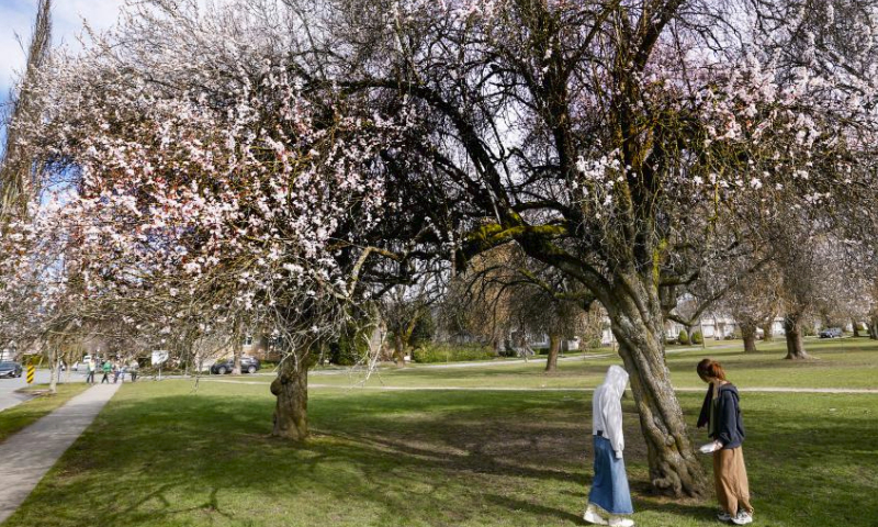 People enjoy cherry blossoms in Vancouver, British Columbia, Canada, on March 15, 2024. (Photo by Liang Sen/Xinhua)