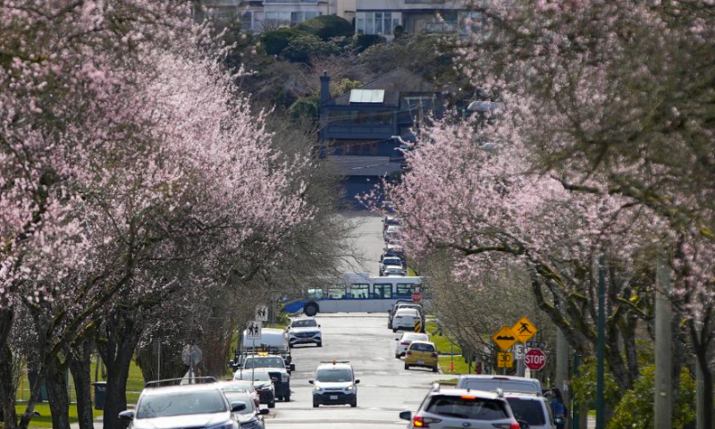 Blooming cherry trees are seen along a street in Vancouver, British Columbia, Canada, on March 15, 2024. (Photo by Liang Sen/Xinhua)