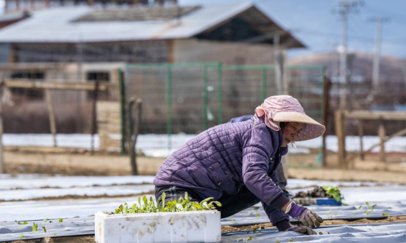 A villager grows lettuce on a plateau farm in Jiantang Township in Shangri-la, the Deqen Tibetan Autonomous Prefecture, southwest China's Yunnan Province, March 9, 2024. (Xinhua/Hu Chao)