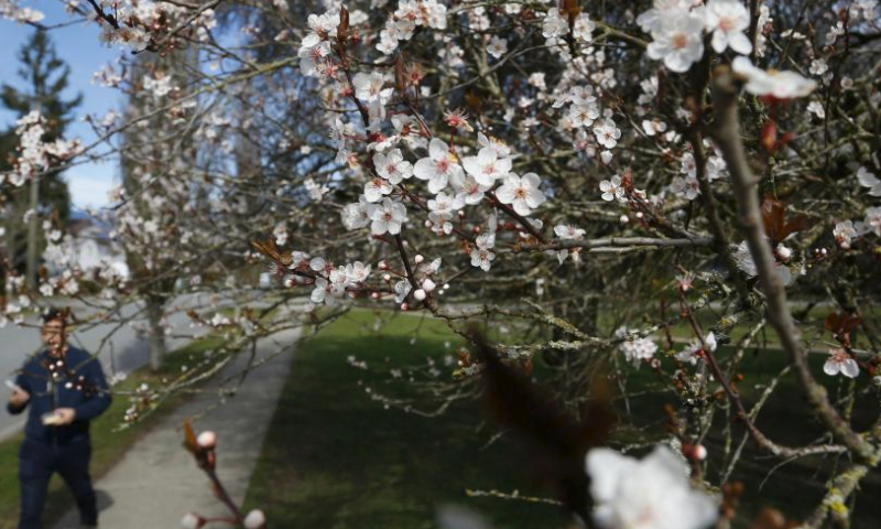 A resident walks past a blooming cherry tree along a sidewalk in Vancouver, British Columbia, Canada, on March 15, 2024. (Photo by Liang Sen/Xinhua)