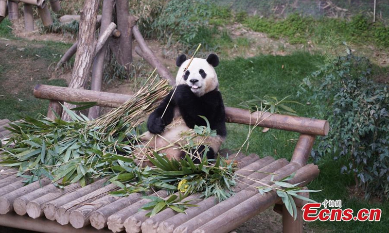 Fu Bao, the first giant panda born in South Korea in 2020, eats bamboo at Everland theme park in Yongin, South Korea, March 3, 2024. Fu Bao made her last appearance at the park on Sunday ahead of her scheduled return in April.(Photo: China News Service)