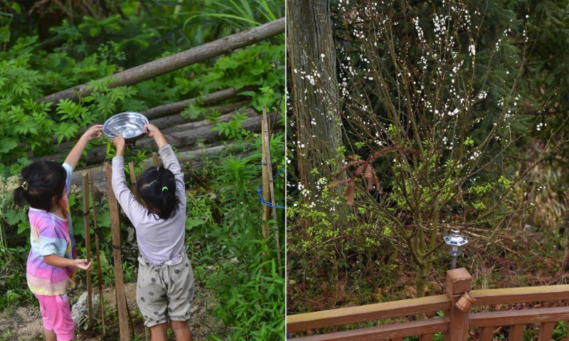 This combo photo shows children water saplings on June 20, 2020 (L) and the same tree blossoming on March 10, 2024 in Wuying Village on the border between south China's Guangxi Zhuang Autonomous Region and southwest China's Guizhou Province. Wuying Village is a Miao ethnic group hamlet that nestles snugly in the towering mountains stretching across the border between Guangxi and Guizhou.

Six years ago, with the support of local government and Lianjiang City in Guangdong Province, the village began to implementing a ten-year tree planting program to improve local ecological environment. Thousands of peach, plum, pear and other fruit trees have been planted. Now, as these trees start bearing fruit, the living environment of the village continues to improve, laying a goundwork for future eco-tourism development. (Xinhua/Huang Xiaobang)