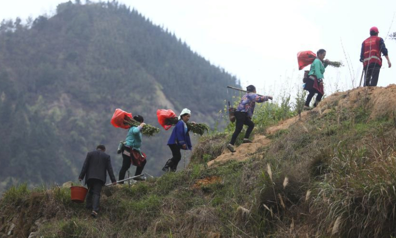 Members of the resident working team and villagers climb the mountain to plant trees in Wuying Village on the border between south China's Guangxi Zhuang Autonomous Region and southwest China's Guizhou Province, March 17, 2022. Wuying Village is a Miao ethnic group hamlet that nestles snugly in the towering mountains stretching across the border between Guangxi and Guizhou.

Six years ago, with the support of local government and Lianjiang City in Guangdong Province, the village began to implementing a ten-year tree planting program to improve local ecological environment. Thousands of peach, plum, pear and other fruit trees have been planted. Now, as these trees start bearing fruit, the living environment of the village continues to improve, laying a goundwork for future eco-tourism development. (Xinhua/Huang Xiaobang)