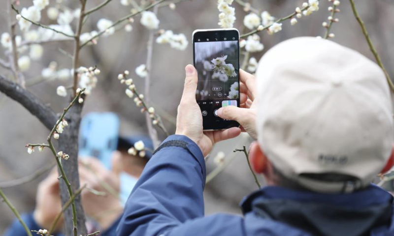 A visitor takes photos of plum blossom at the Ming City Wall Site Park in Beijing, capital of China, March 10, 2024. (Xinhua/Zhang Chenlin)