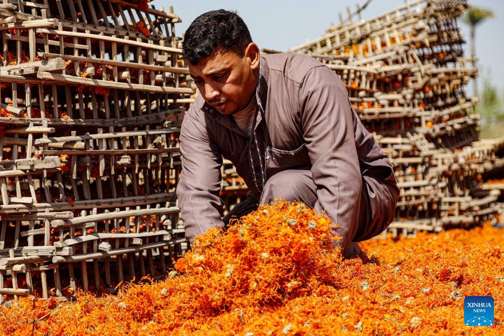 A farmer dries harvested chrysanthemums at a field in Al Nazla village of Fayoum Governorate, Egypt, on March 5, 2024.(Photo: Xinhua)