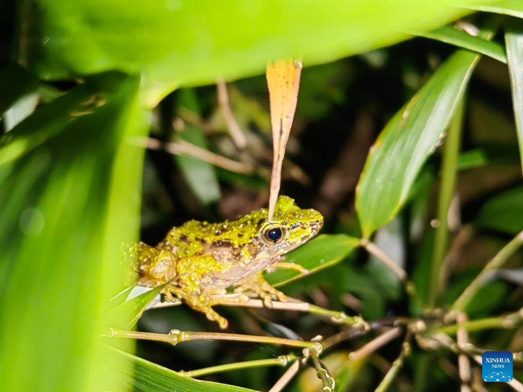 This photo taken on Sept. 1, 2023 shows a new species of odorous frog, the Odorrana leishanensis, at the Leigong Mountain National Nature Reserve in southwest China's Guizhou Province.(Photo: Xinhua)