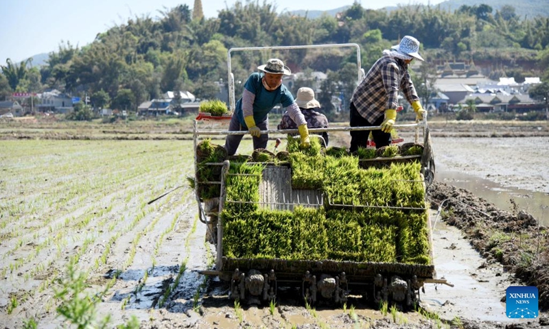 Farmers transplant rice seedlings in the fields in Man'en Village in Menghai County, southwest China's Yunnan Province, March 6, 2024. Farmers in many regions of China are busy in the fields with spring ploughing, sowing and other agricultural activities.(Photo: Xinhua)