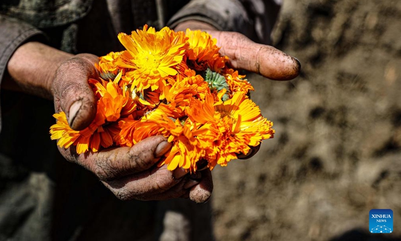 A farmer shows newly-harvested chrysanthemums at a field in Al Nazla village of Fayoum Governorate, Egypt, on March 5, 2024.(Photo: Xinhua)