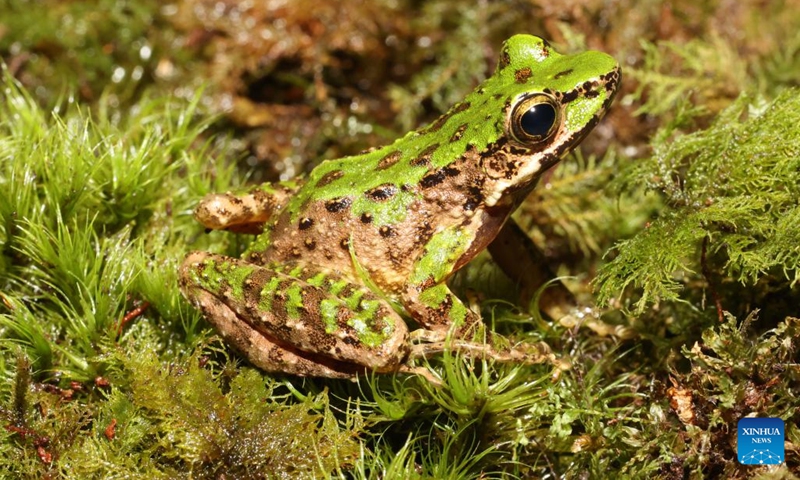 This photo taken on Aug. 6, 2023 shows a new species of odorous frog, the Odorrana leishanensis, at the Leigong Mountain National Nature Reserve in southwest China's Guizhou Province.(Photo: Xinhua)