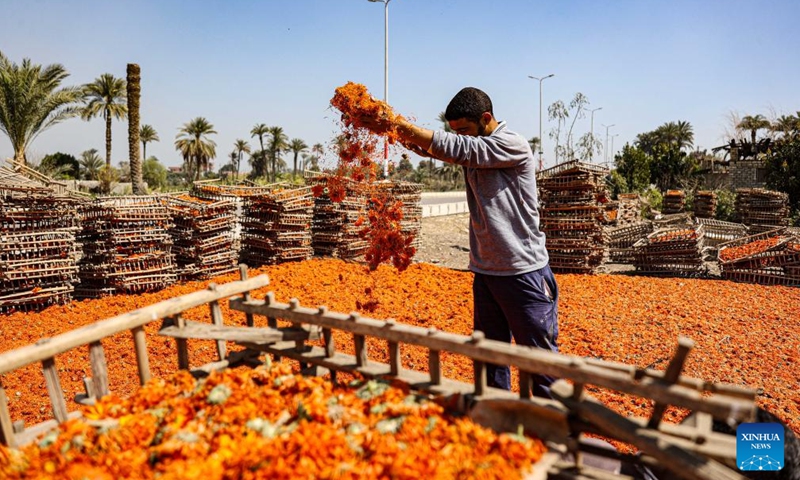 A farmer dries harvested chrysanthemums at a field in Al Nazla village of Fayoum Governorate, Egypt, on March 5, 2024.(Photo: Xinhua)