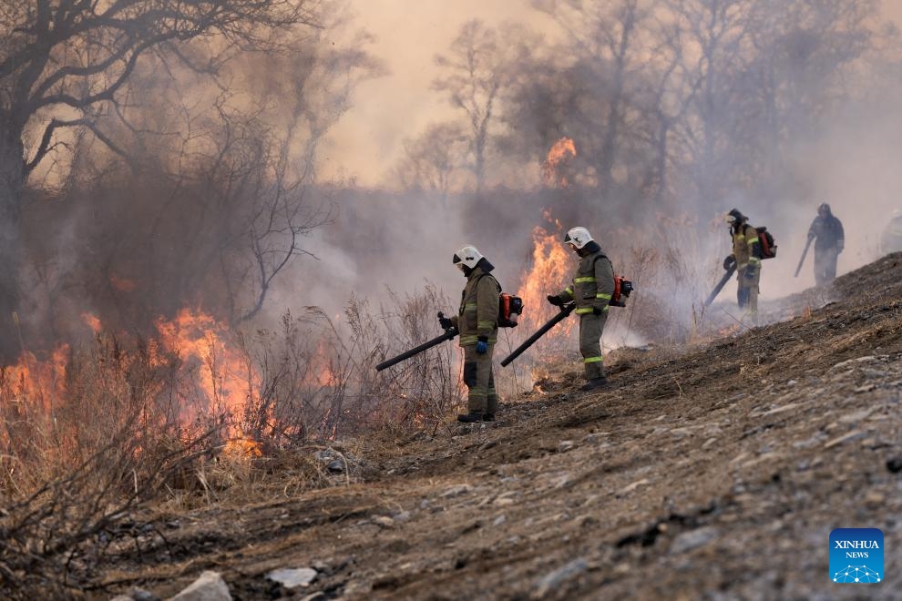 Firefighters try to extinguish a wildfire in Primorye Territory of Russia, March 5, 2024. Wildfires that swept Russia's southern Primorye Territory over the weekend has expanded to 7,400 hectares, while a new fire breaking out in the Land of the Leopard National Park, local media reported on Tuesday. Over the past weekend, large-scale wildfires ignited in the Khasansky District of southern Primorye. As of Monday morning, the firefighters had increased to 300 persons.(Photo: Xinhua)