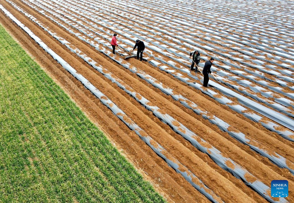 An aerial photo taken on March 5, 2024 shows farmers working in the field in Difang Township, Pingyi County, east China's Shandong Province. Farmers in many regions of China are busy in the fields with spring ploughing, sowing and other agricultural activities.(Photo: Xinhua)