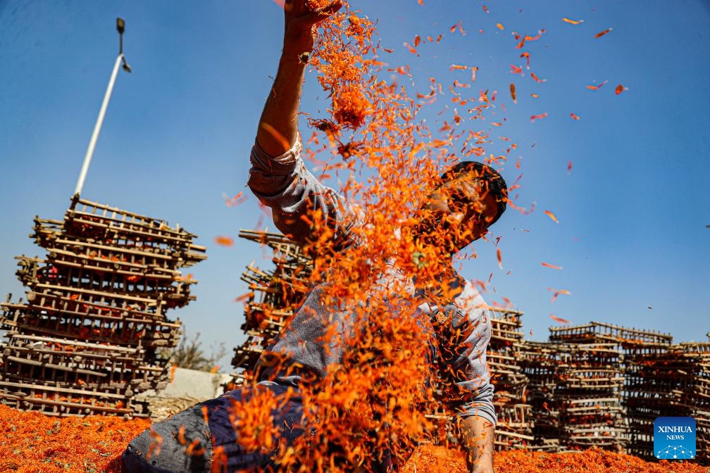 A farmer dries harvested chrysanthemums at a field in Al Nazla village of Fayoum Governorate, Egypt, on March 5, 2024.(Photo: Xinhua)