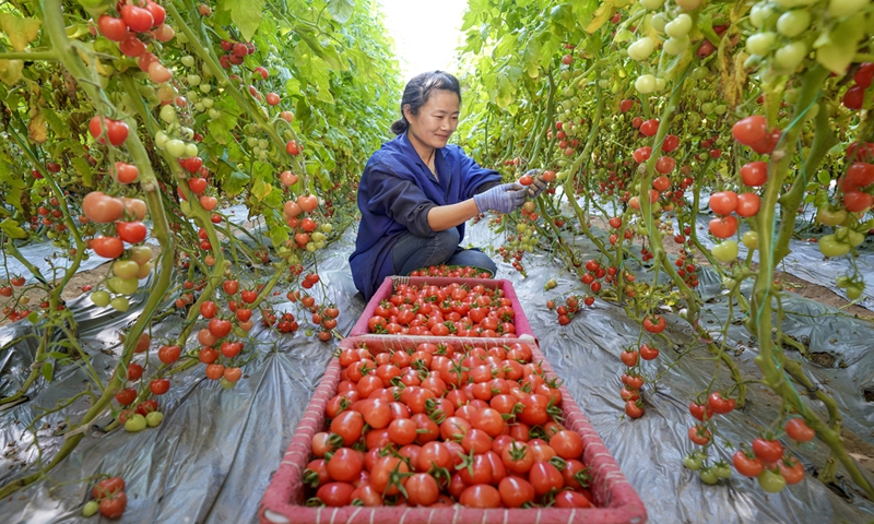 A vegetable farmer harvests cherry tomatoes in a greenhouse in Yuncheng, North China's Shanxi Province on March 7, 2024. Local authorities are striving to optimize the agriculture structure to boost farmers' incomes and support rural revitalization. In 2023, the total fruit output of Yuncheng reached 7.32 million tons, a yearly increase of 5.7 percent. Photo: VCG