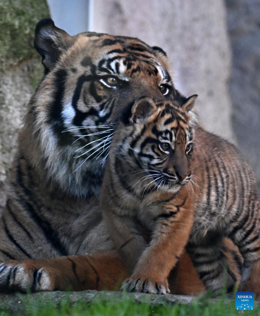 Three months old female tiger cub makes public debut in Rome - Global Times