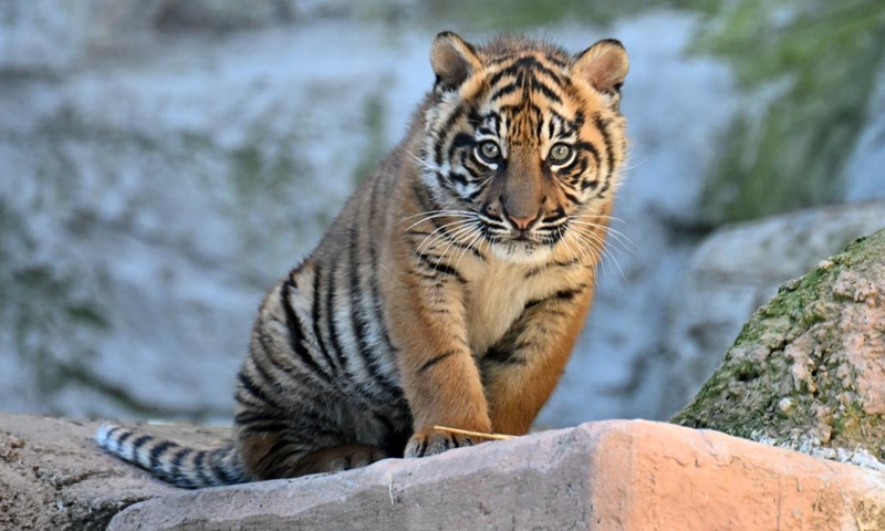 Three months old female tiger cub makes public debut in Rome - Global Times