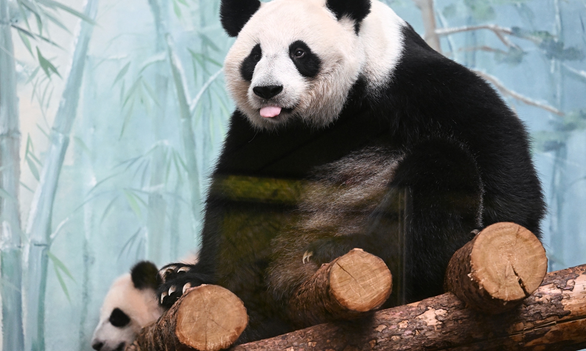 Giant panda cub named Katyusha (left) and her mother Ding Ding (right) are seen in a Fauna of China enclosure opened for public on March 8 at Moscow Zoo, Russia. Before that, she and her mother Ding Ding lived in a small enclosure prepared for childbirth and the first months of life, which was closed off to the public. Photo: VCG