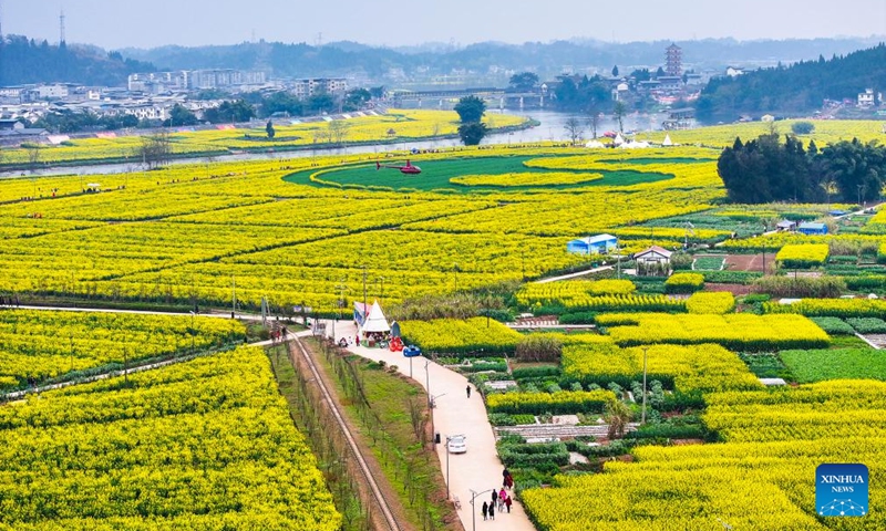 An aerial drone photo taken on March 9, 2024 shows a view of oilseed rape fields at Chongkan scenic spot in Tongnan District, southwest China's Chongqing Municipality. Tongnan District boasts a long history of oil-bearing corp planting, and was recognized as a nationally leading seed provider for oilseed rape planting in 2022.(Photo: Xinhua)