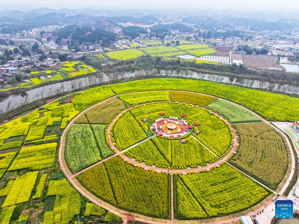 An aerial drone photo taken on March 9, 2024 shows a view of oilseed rape fields at Chongkan scenic spot in Tongnan District, southwest China's Chongqing Municipality. Tongnan District boasts a long history of oil-bearing corp planting, and was recognized as a nationally leading seed provider for oilseed rape planting in 2022.(Photo: Xinhua)