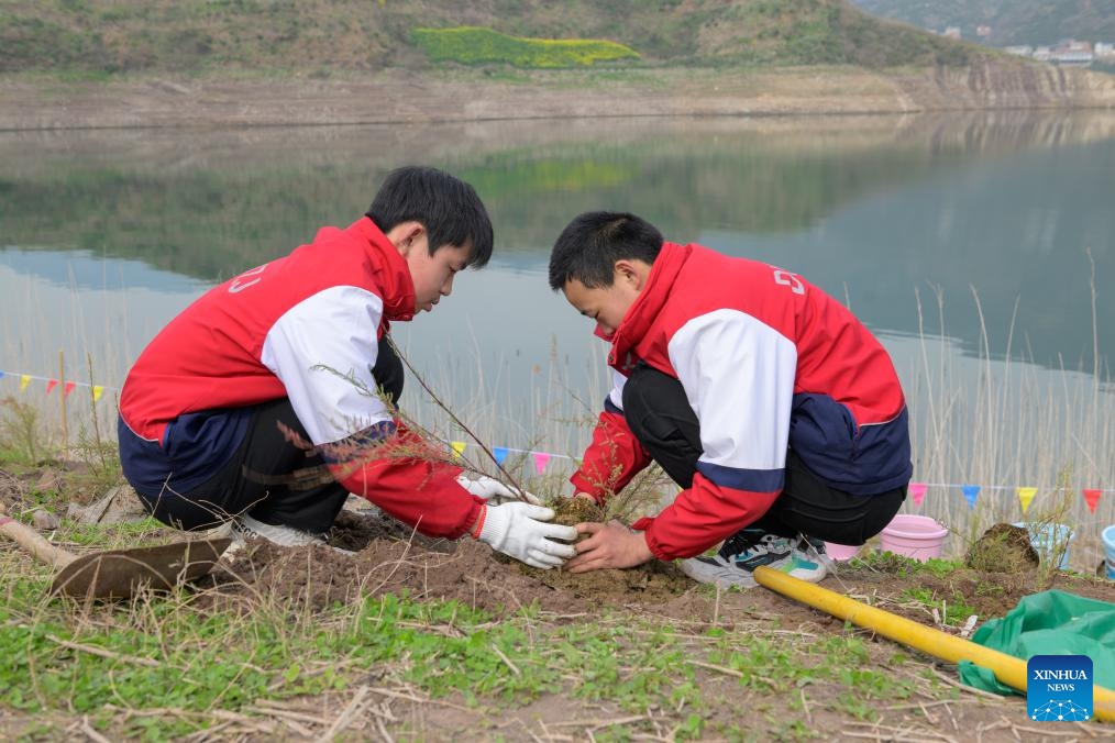 Students plant Myricaria laxiflora in Guojiaba Township of Zigui County, central China's Hubei Province, March 12, 2024.(Photo: Xinhua)