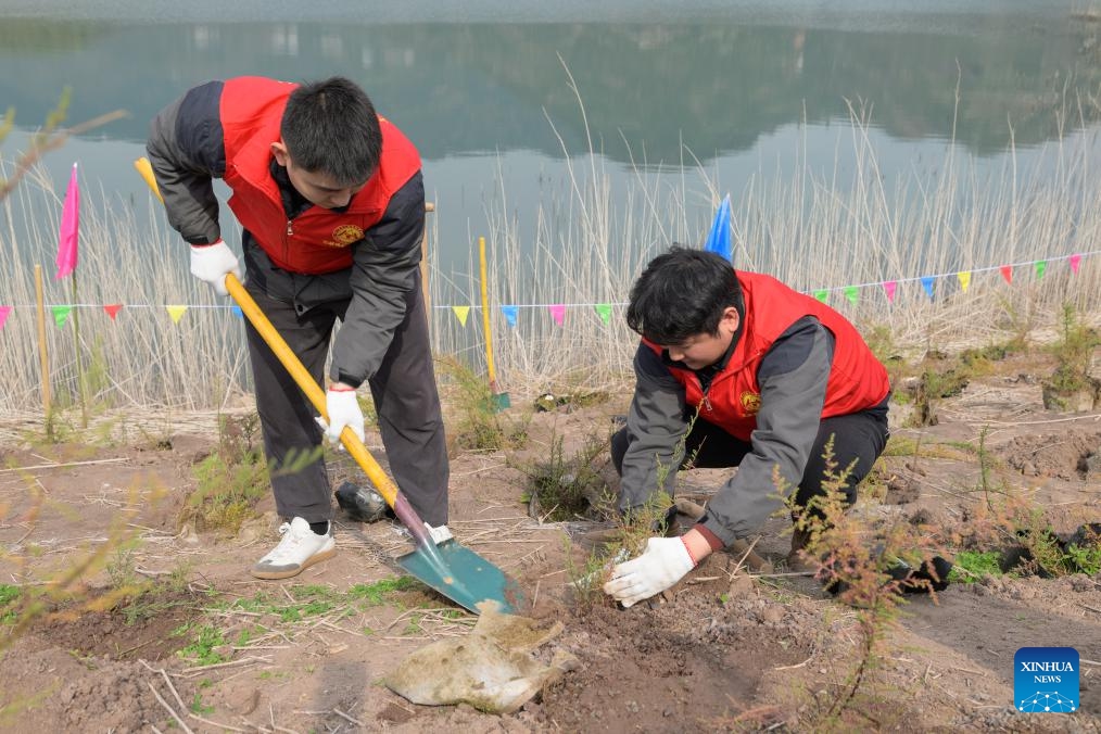 Volunteers plant Myricaria laxiflora in Guojiaba Township of Zigui County, central China's Hubei Province, March 12, 2024.(Photo: Xinhua)