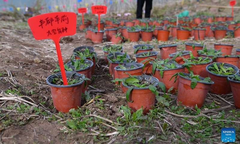 This photo taken on March 12, 2024 shows Plantago fengdouensis in Guojiaba Township of Zigui County, central China's Hubei Province. A total of 3,000 artificially bred rare and endangered plants were reintroduced into the wild in the Three Gorges Reservoir area in central China's Hubei Province on Tuesday. The plants, including 1,000 Myricaria laxiflora and 2,000 Plantago fengdouensis, are endemic to the Yangtze River and have been reintroduced into their historical distribution areas through artificial breeding efforts.(Photo: Xinhua)