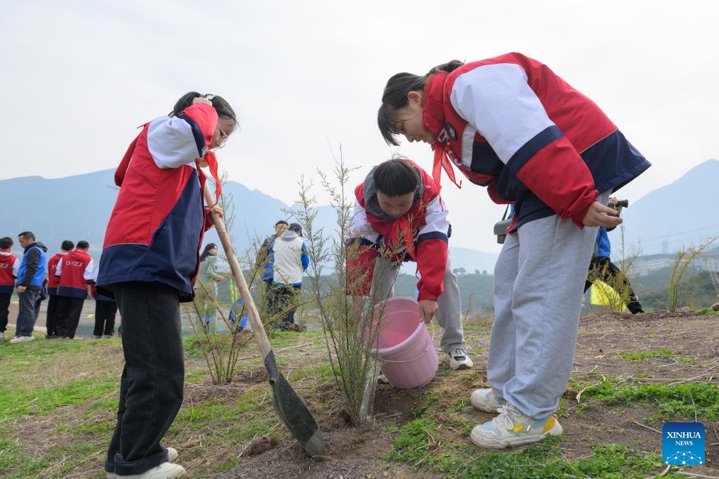 Students water Myricaria laxiflora in Guojiaba Township of Zigui County, central China's Hubei Province, March 12, 2024.(Photo: Xinhua)