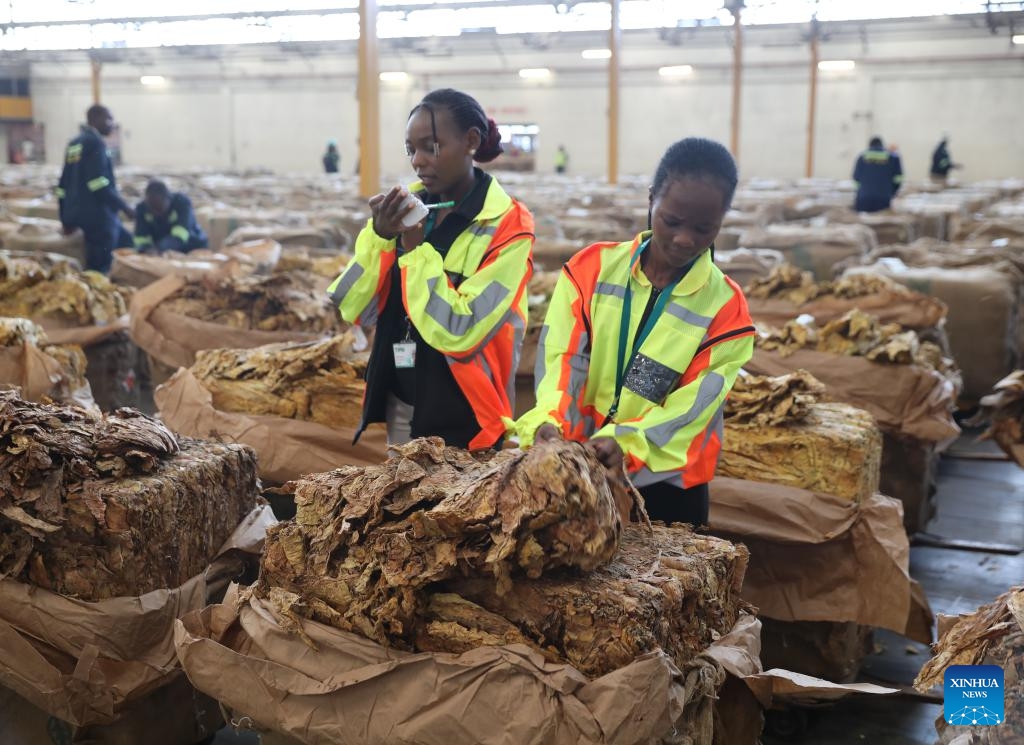 Tobacco auction floor workers are seen during the opening of the 2024 tobacco marketing season in Harare, Zimbabwe, on March 13, 2024. Zimbabwe's 2024 tobacco marketing season opened Wednesday, with increased calls for climate-proof tobacco production amid unpredictable rainfall patterns.(Photo: Xinhua)