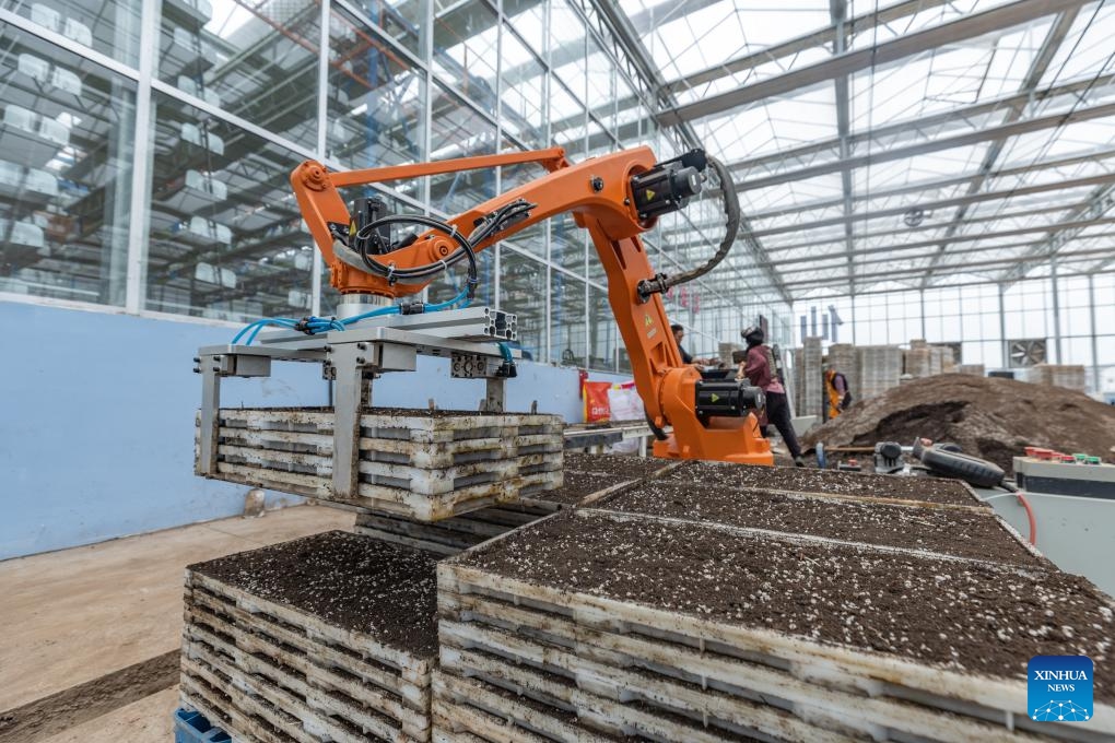 A robot carries seedling trays at an intelligent seedling breeding base in Shuangxing Village of Xianlong Town, southwest China's Chongqing, March 12, 2024. With a total area of 4,608 square meters, the intelligent seedling breeding base yields 12,000 mu (about 800 hectares) of rice seedlings per year.(Photo: Xinhua)