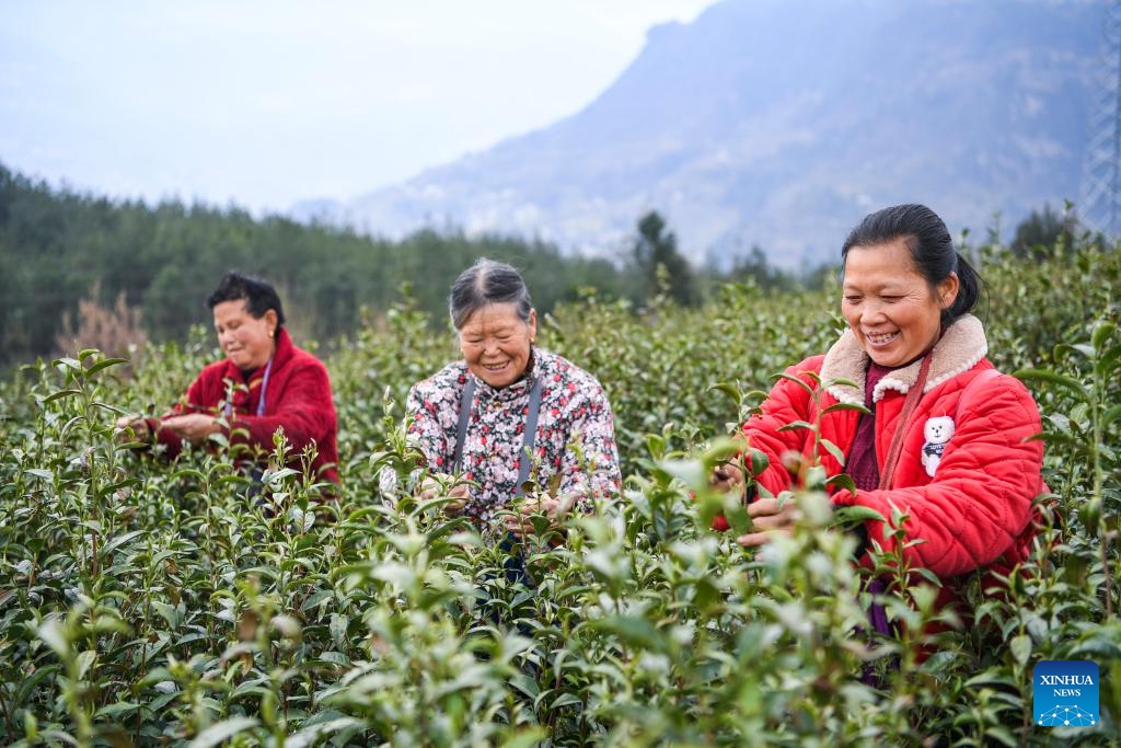 Farmers pick tea leaves in Zhangmu Village of Wuma Town, Fengjie County, southwest China's Chongqing Municipality, March 12, 2024. More than 12,000 mu (about 800 hectares) of tea gardens in Fengjie County have entered the spring harvest season. In recent years, local authorities have advanced the construction of tea-planting bases, enhanced technical supports and increased research into tea varieties.(Photo: Xinhua)