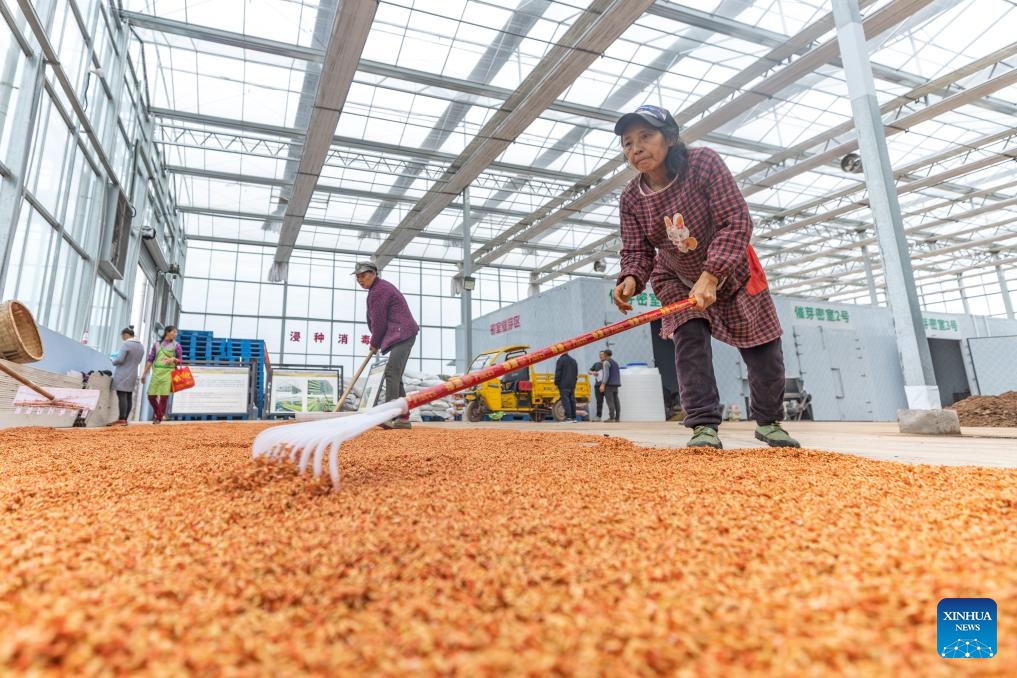 Workers spread rice seeds at an intelligent seedling breeding base in Shuangxing Village of Xianlong Town, southwest China's Chongqing, March 12, 2024. With a total area of 4,608 square meters, the intelligent seedling breeding base yields 12,000 mu (about 800 hectares) of rice seedlings per year.(Photo: Xinhua)