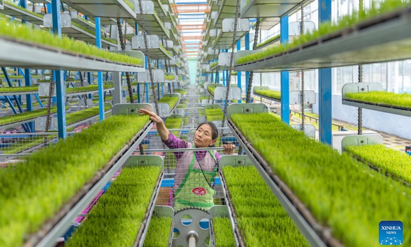 A worker checks the growth of seedlings at an intelligent seedling breeding base in Shuangxing Village of Xianlong Town, southwest China's Chongqing, March 12, 2024. With a total area of 4,608 square meters, the intelligent seedling breeding base yields 12,000 mu (about 800 hectares) of rice seedlings per year.(Photo: Xinhua)