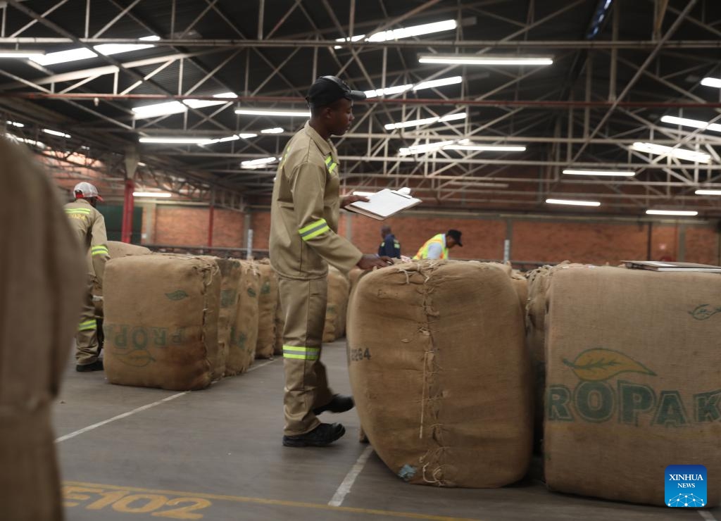 Tobacco auction floor workers are seen during the opening of the 2024 tobacco marketing season in Harare, Zimbabwe, on March 13, 2024. Zimbabwe's 2024 tobacco marketing season opened Wednesday, with increased calls for climate-proof tobacco production amid unpredictable rainfall patterns.(Photo: Xinhua)