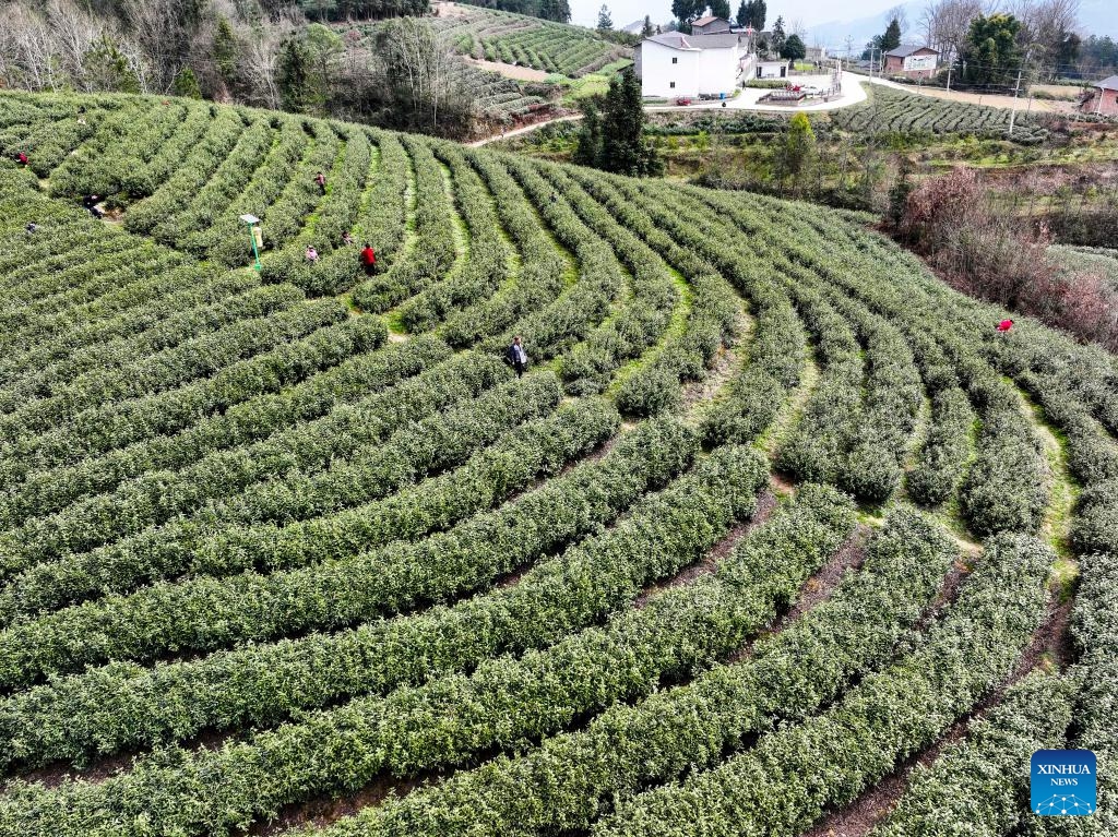 An aerial drone photo taken on March 12, 2024 shows farmers picking tea leaves in Zhangmu Village of Wuma Town, Fengjie County, southwest China's Chongqing Municipality. More than 12,000 mu (about 800 hectares) of tea gardens in Fengjie County have entered the spring harvest season. In recent years, local authorities have advanced the construction of tea-planting bases, enhanced technical supports and increased research into tea varieties.(Photo: Xinhua)