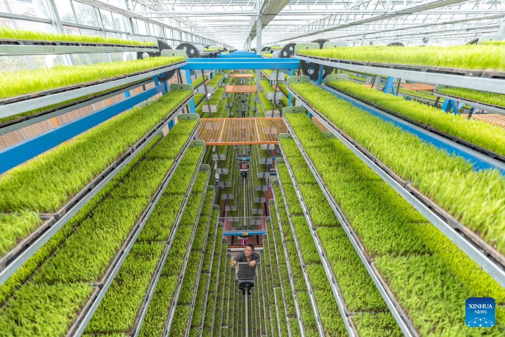 A worker checks the growth of seedlings at an intelligent seedling breeding base in Shuangxing Village of Xianlong Town, southwest China's Chongqing, March 12, 2024. With a total area of 4,608 square meters, the intelligent seedling breeding base yields 12,000 mu (about 800 hectares) of rice seedlings per year.(Photo: Xinhua)