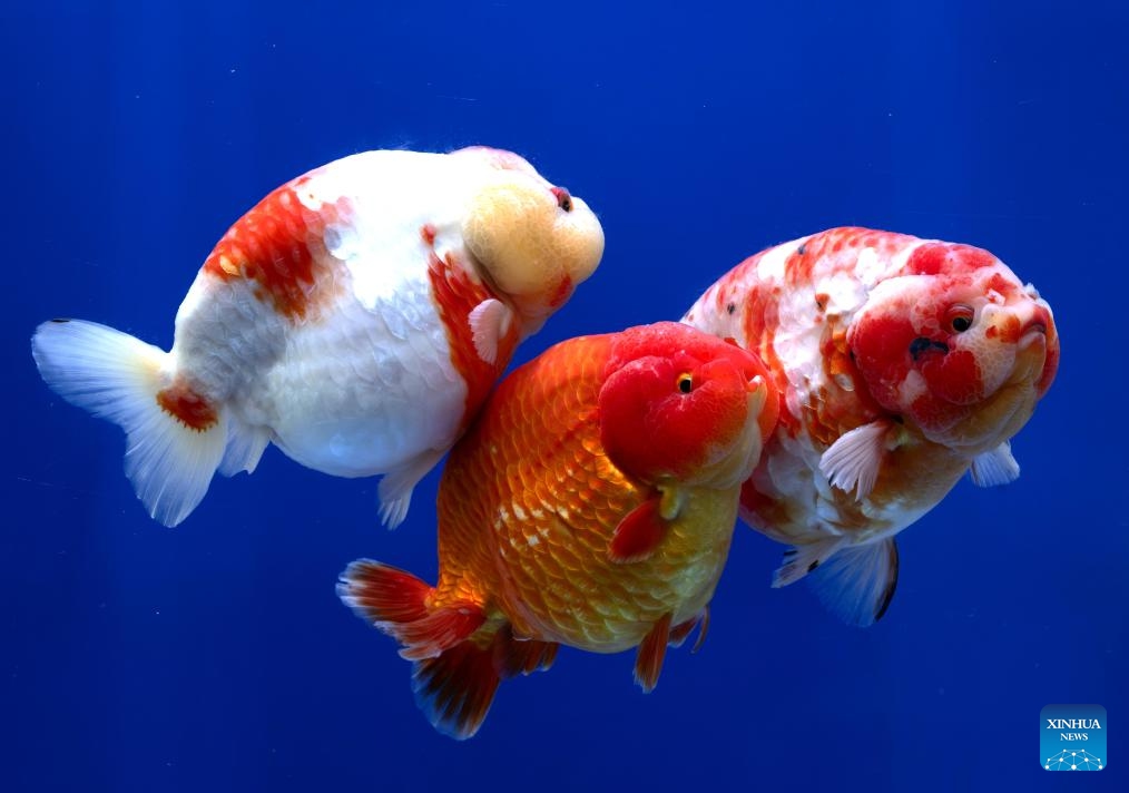 This photo taken on March 14, 2024 shows goldfish exhibited in an aquarium in Fuzhou, southeast China's Fujian Province. In recent years, Fuzhou, a city with more than 400 years of goldfish breeding history, has developed an intensive, professional and ecological breeding mode.(Photo: Xinhua)