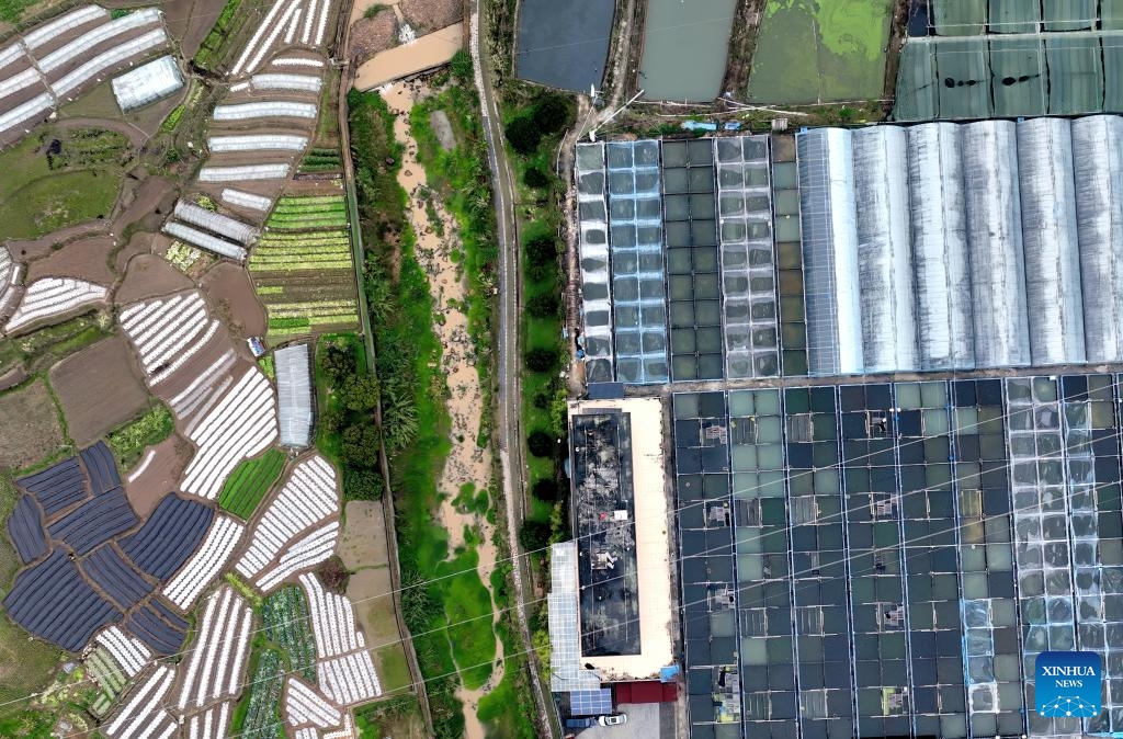 An aerial drone photo taken on March 14, 2024 shows a breeding area of goldfish in Fuzhou, southeast China's Fujian Province. In recent years, Fuzhou, a city with more than 400 years of goldfish breeding history, has developed an intensive, professional and ecological breeding mode.(Photo: Xinhua)