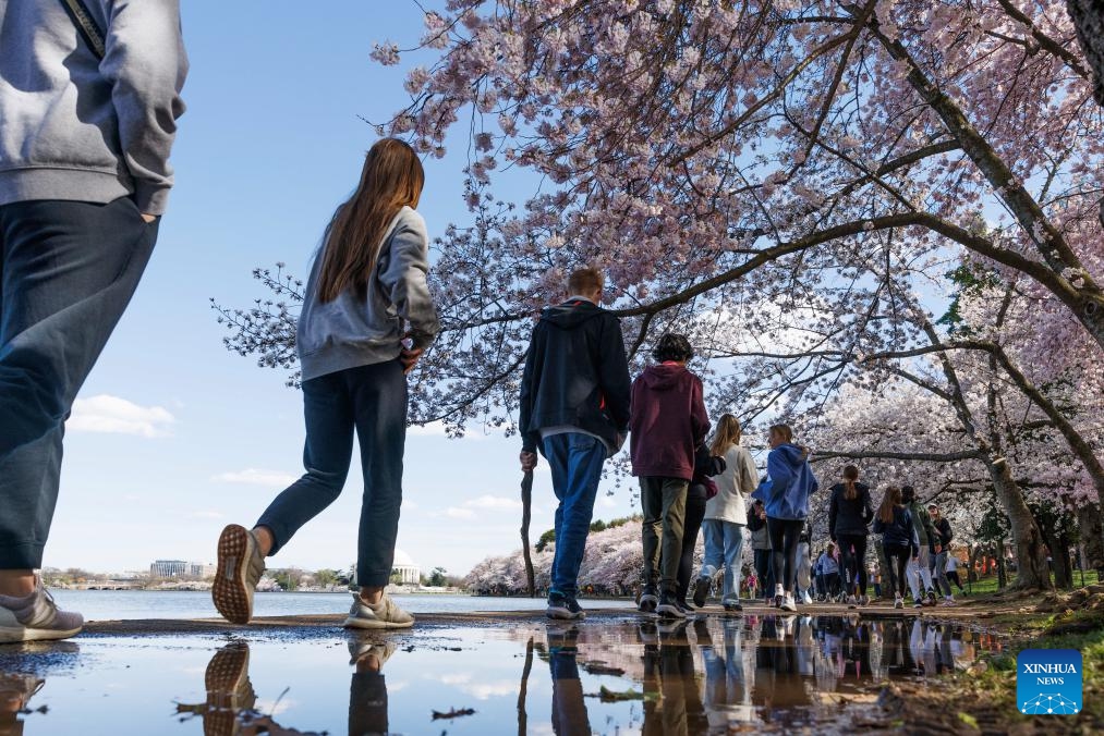 People walk under cherry blossoms at the Tidal Basin in Washington, D.C., the United States, March 18, 2024.(Photo: Xinhua)