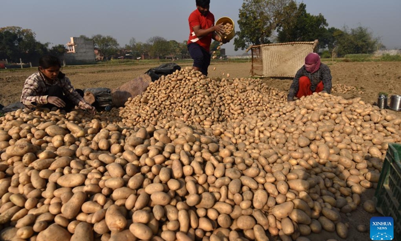 Farmers harvest potatoes in a field in Soraon village, Prayagraj district, India's northern state of Uttar Pradesh, March 19, 2024.(Photo: Xinhua)