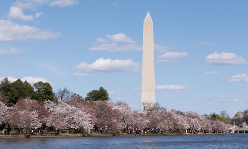 Cherry blossoms are seen at the Tidal Basin, with the Washington Monument in the distance, in Washington, D.C., the United States, March 18, 2024.(Photo: Xinhua)