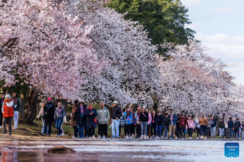 People walk under cherry blossoms at the Tidal Basin in Washington, D.C., the United States, March 18, 2024.(Photo: Xinhua)