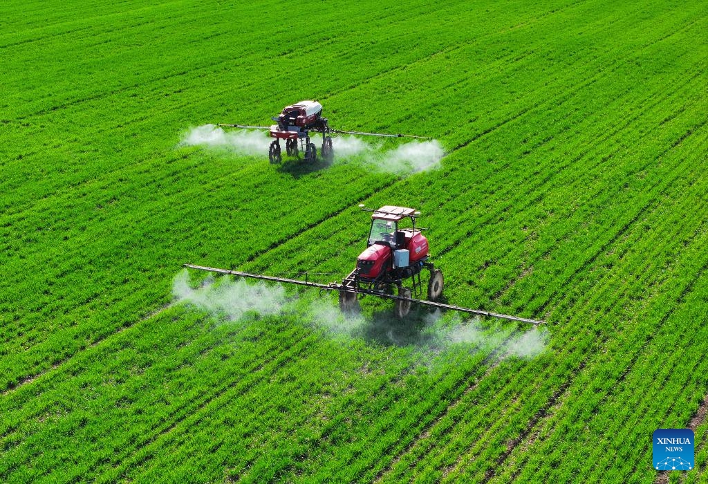 An aerial drone photo taken on March 19, 2024 shows self-driving machines spraying herbicides in a field at the smart farm at Shuanglou Village, Bozhou City of east China's Anhui Province. By introducing IT technologies like Internet of Things, Big Data and Artificial Intelligence, Jiao Rui, a young farmer born in the 1990s, has set up a smart decision making system on his farm which greatly improved the production efficiency.(Photo: Xinhua)