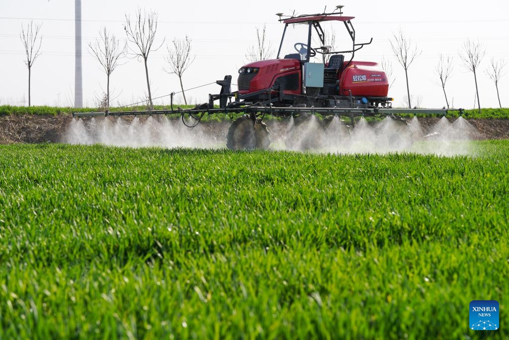 A self-driving machine sprays herbicides in a field at the smart farm at Shuanglou Village, Bozhou City of east China's Anhui Province, March 19, 2024. By introducing IT technologies like Internet of Things, Big Data and Artificial Intelligence, Jiao Rui, a young farmer born in the 1990s, has set up a smart decision making system on his farm which greatly improved the production efficiency(Photo: Xinhua)