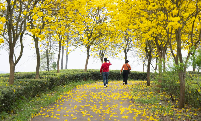 Tourists view tabebuia chrysantha blossoms in Cangwu County of Wuzhou City, south China's Guangxi Zhuang Autonomous Region, March 27, 2024. (Photo by He Huawen/Xinhua)