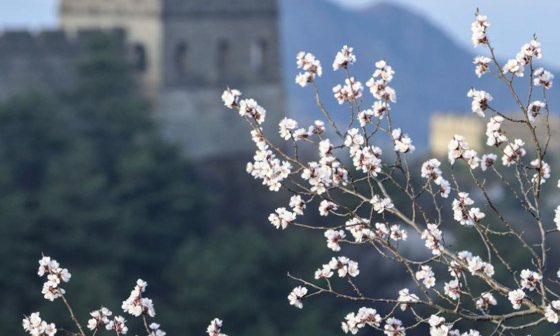 The spring scenery at the Jinshanling section of the Great Wall is pictured in Luanping County, north China's Hebei Province, April 6, 2024. (Photo by Wang Liqun/Xinhua)