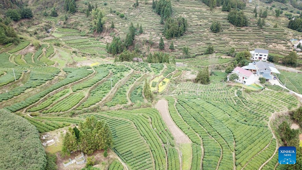 An aerial drone photo shows tea gardens in Malu Township in Anhua County, central China's Hunan Province, March 26, 2024. Recently, farmers are busy harvesting tea leaves in Anhua County, a main producing area of dark tea in China. The county has 360,000 mu (24,000 hectares) of tea gardens with nearly 400,000 local people engaged in tea related industries.(Photo: Xinhua)