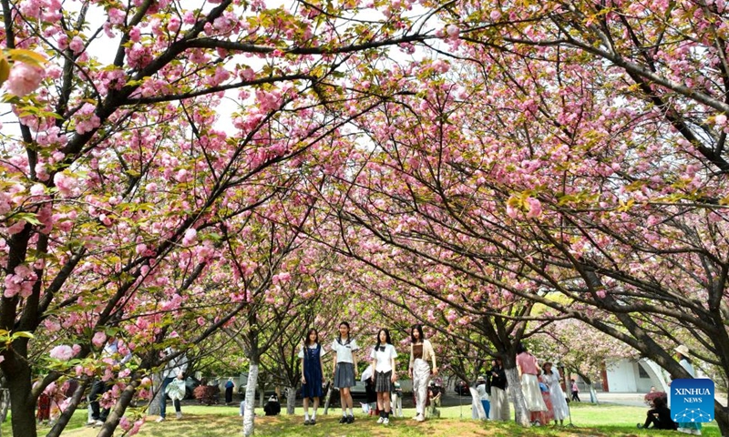 People enjoy spring time under blooming flowers at campus of the University of South China in Henyang City, central China's Hunan Province, March 31, 2024. (Photo by Cao Zhengping/Xinhua)