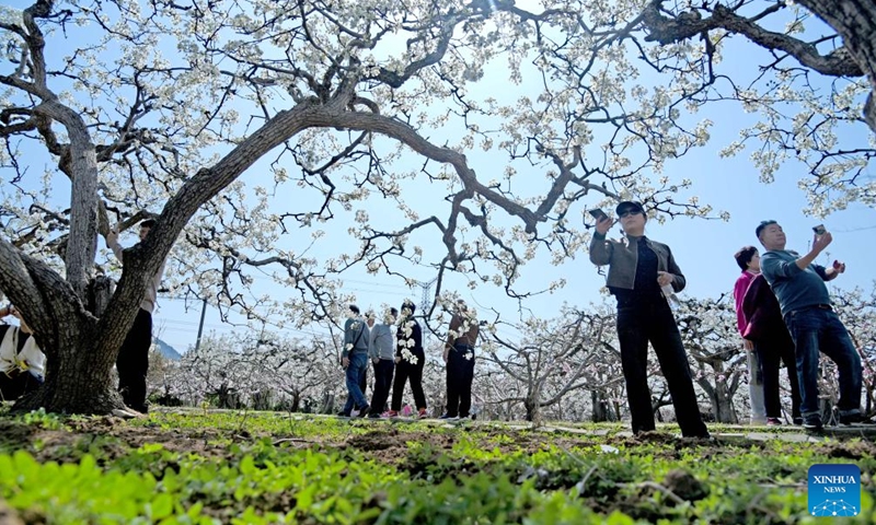 People view pear flowers in Chengtou Town of Zaozhuang City, east China's Shandong Province, March 31, 2024. (Photo by Liu Mingxiang/Xinhua)

