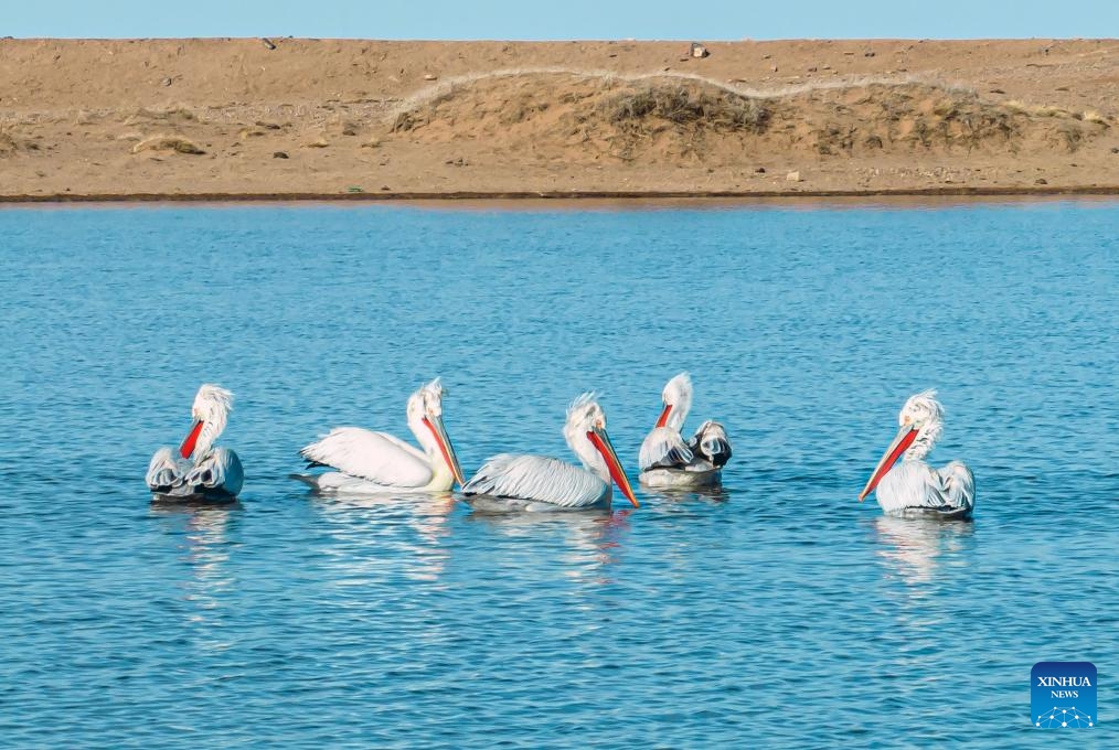 The Dalmatian pelicans rest on the water at the Urad Grassland in north China's Inner Mongolia Autonomous Region, April 1, 2024.(Photo: Xinhua)